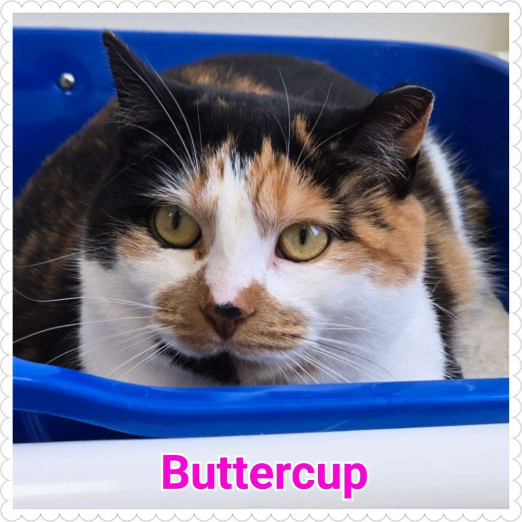 Buttercup