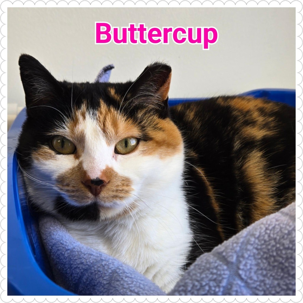 Buttercup