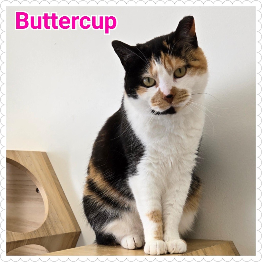 Buttercup