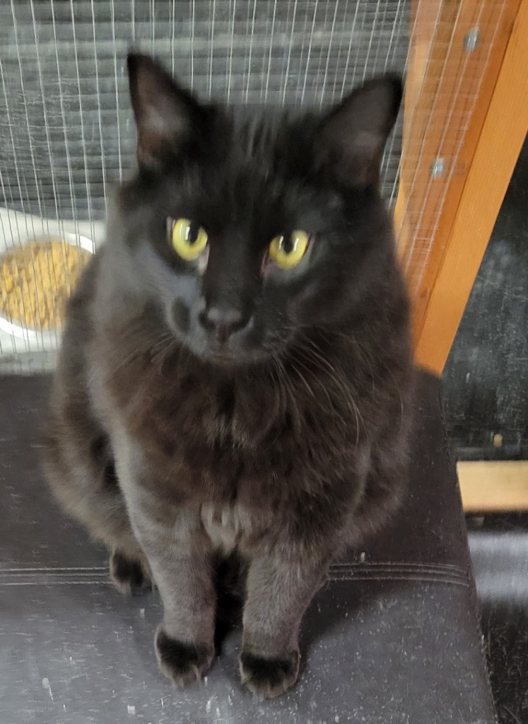 Coal, an adoptable Domestic Medium Hair in Palmer, AK, 99645 | Photo Image 1