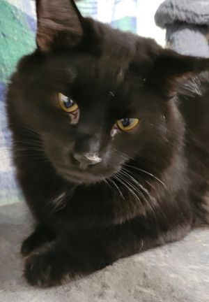 Coal, Young Male unknown