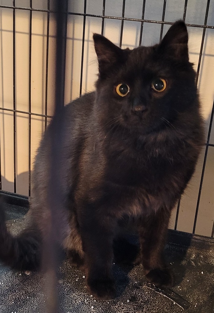 Coal, an adoptable Domestic Medium Hair in Palmer, AK, 99645 | Photo Image 2
