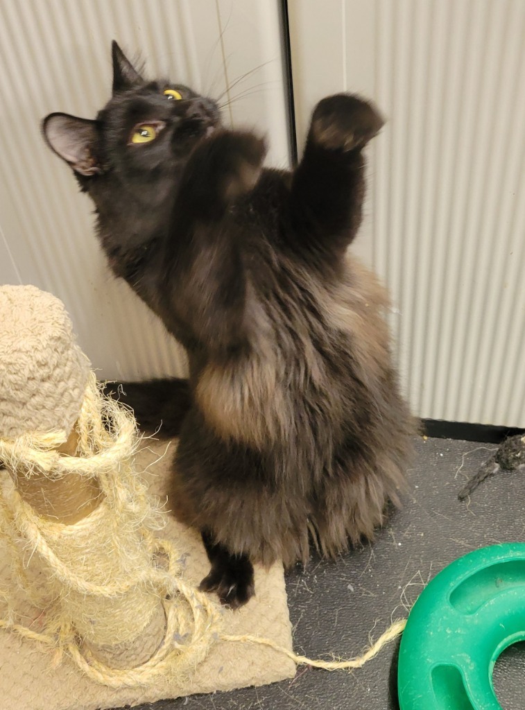 Coal, an adoptable Domestic Medium Hair in Palmer, AK, 99645 | Photo Image 2