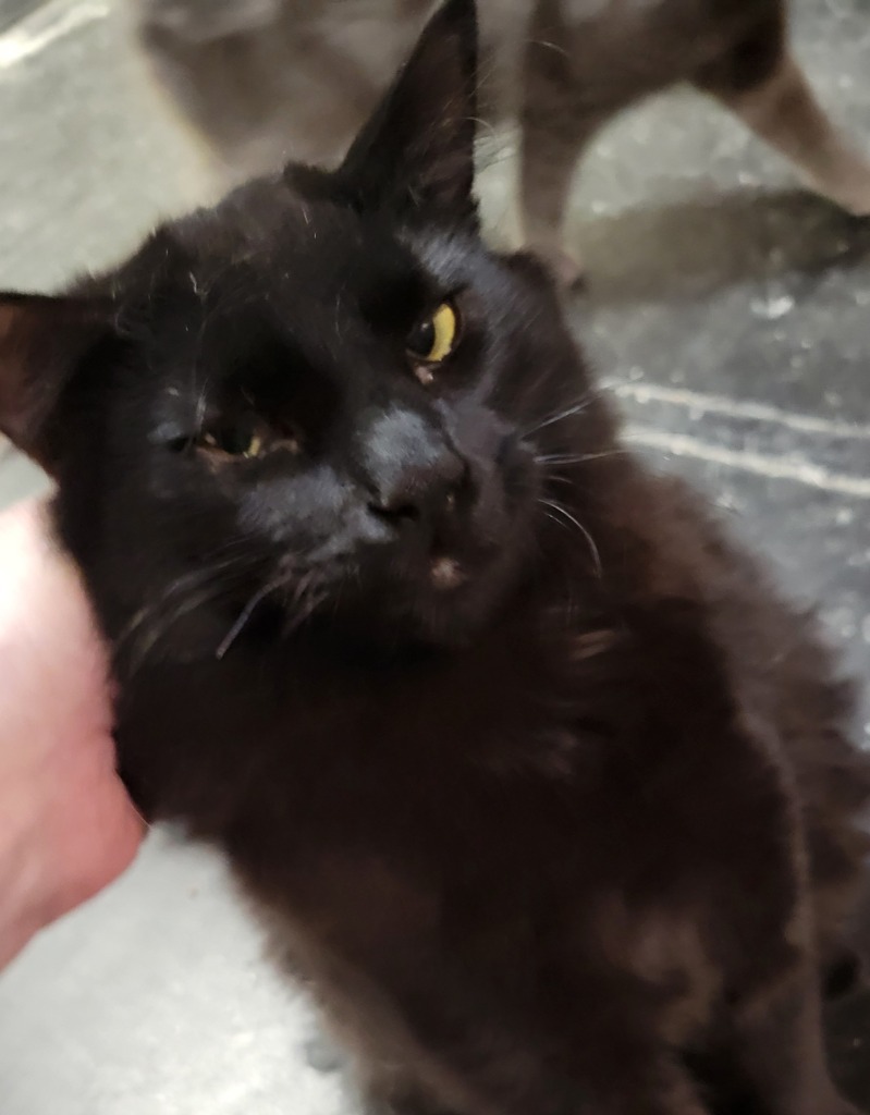 Coal, an adoptable Domestic Medium Hair in Palmer, AK, 99645 | Photo Image 3