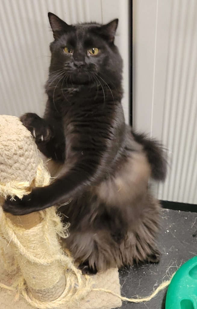 Coal, an adoptable Domestic Medium Hair in Palmer, AK, 99645 | Photo Image 3