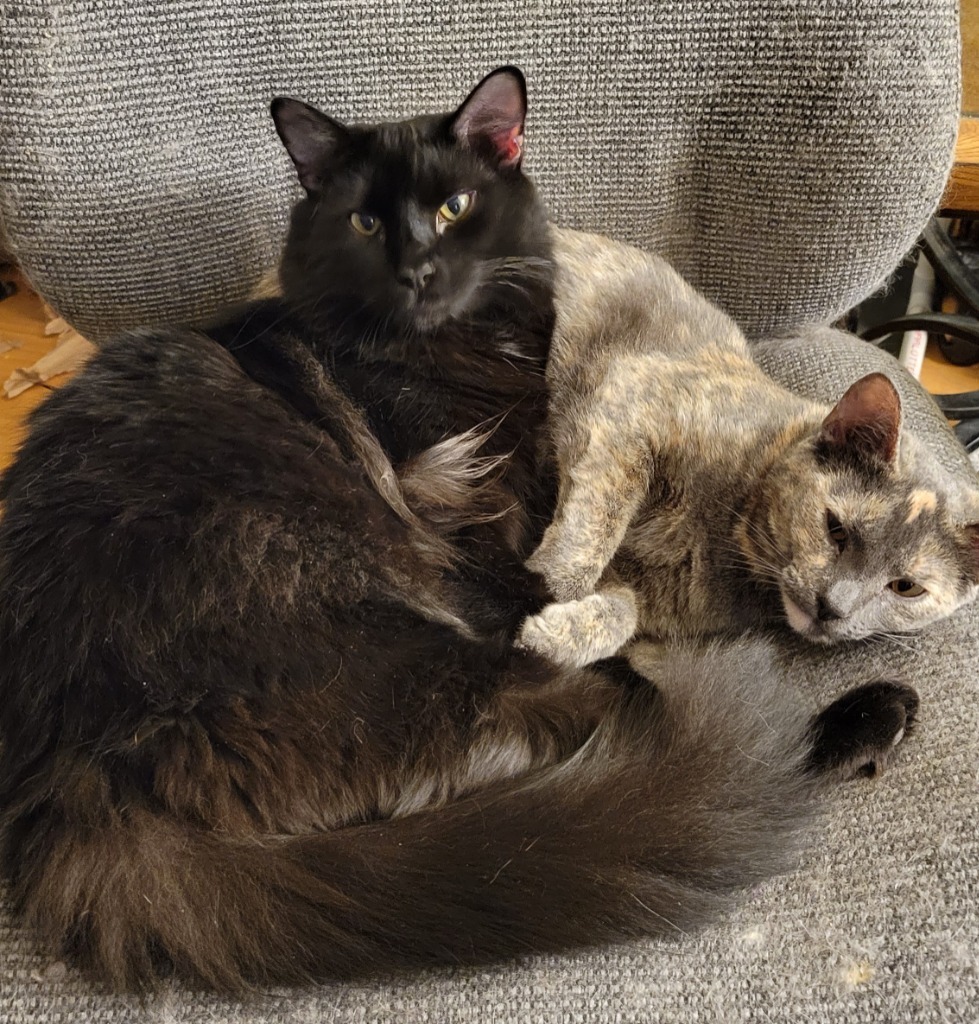 Coal, an adoptable Domestic Medium Hair in Palmer, AK, 99645 | Photo Image 4