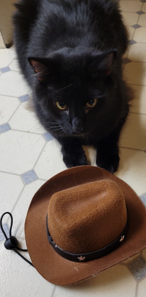 Coal, an adoptable Domestic Medium Hair in Palmer, AK, 99645 | Photo Image 5
