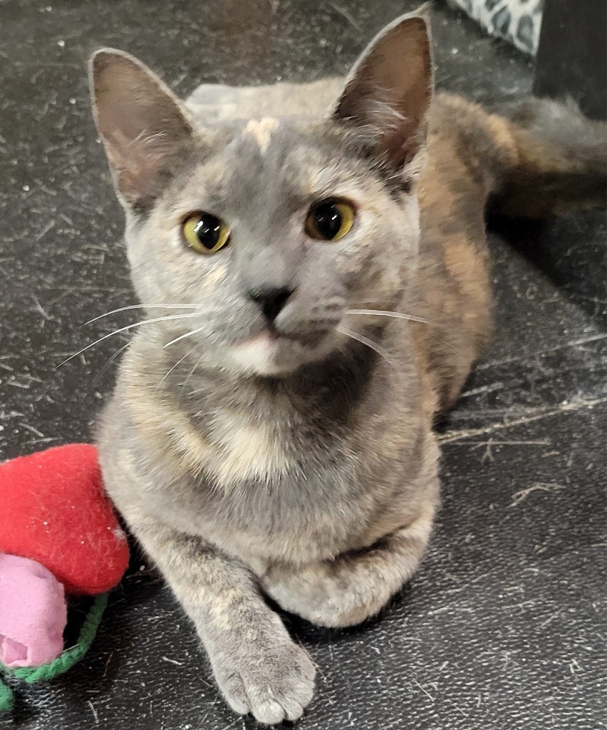 Diamond, an adoptable Domestic Short Hair in Palmer, AK, 99645 | Photo Image 1