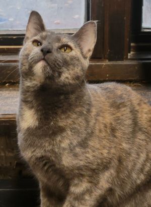 Diamond, Young Female unknown