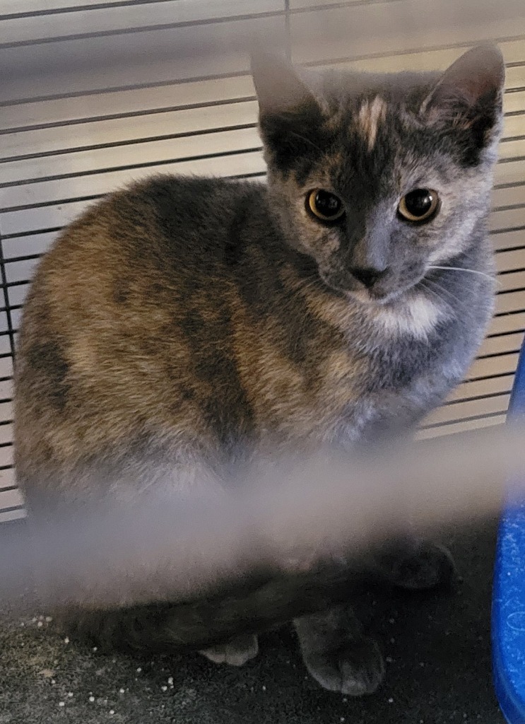 Diamond, an adoptable Domestic Short Hair in Palmer, AK, 99645 | Photo Image 2
