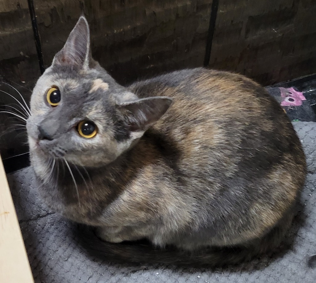 Diamond, an adoptable Domestic Short Hair in Palmer, AK, 99645 | Photo Image 3