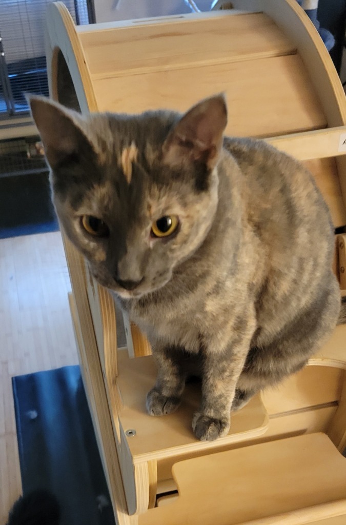 Diamond, an adoptable Domestic Short Hair in Palmer, AK, 99645 | Photo Image 3