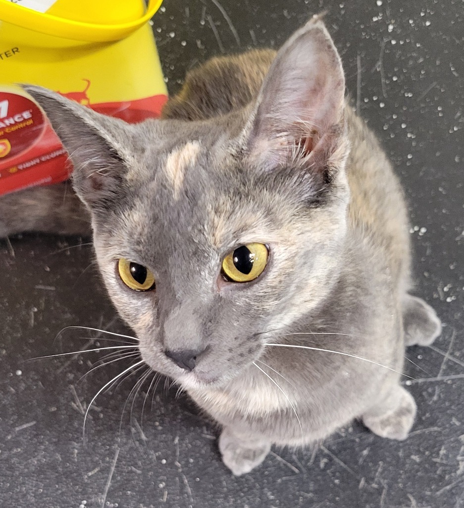 Diamond, an adoptable Domestic Short Hair in Palmer, AK, 99645 | Photo Image 4