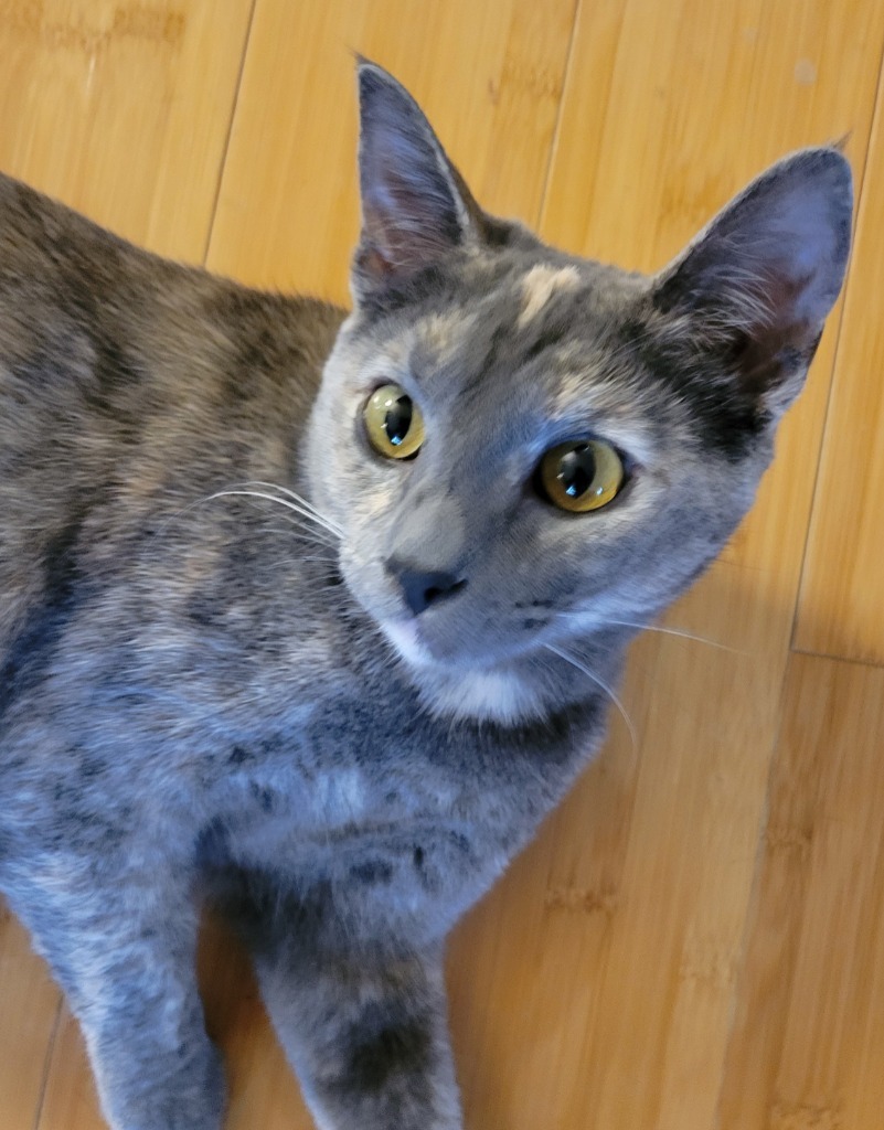 Diamond, an adoptable Domestic Short Hair in Palmer, AK, 99645 | Photo Image 4
