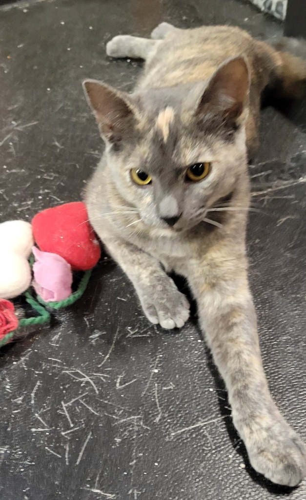 Diamond, an adoptable Domestic Short Hair in Palmer, AK, 99645 | Photo Image 5