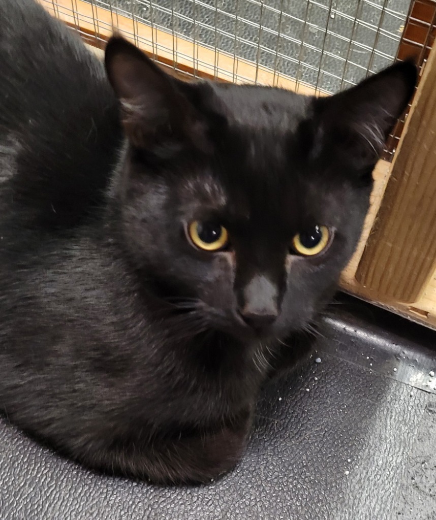 Hallee, an adoptable Domestic Short Hair in Palmer, AK, 99645 | Photo Image 1