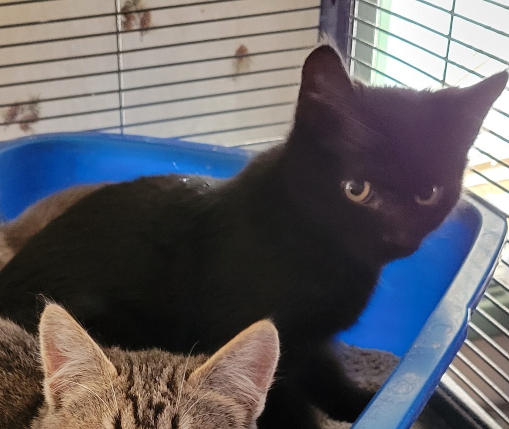 Hallee, an adoptable Domestic Short Hair in Palmer, AK, 99645 | Photo Image 2