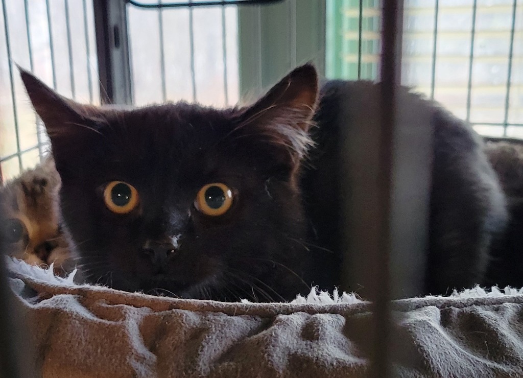 Hallee, an adoptable Domestic Short Hair in Palmer, AK, 99645 | Photo Image 3