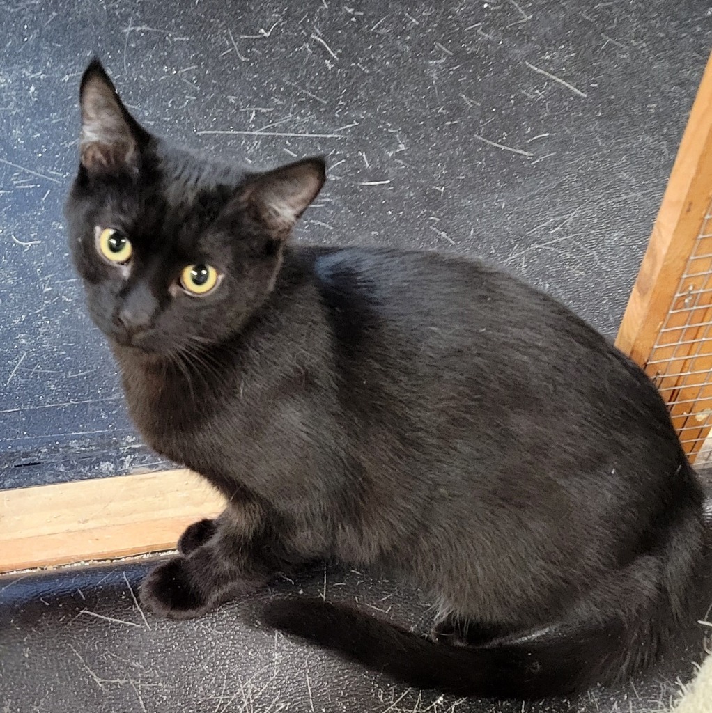 Hallee, an adoptable Domestic Short Hair in Palmer, AK, 99645 | Photo Image 5