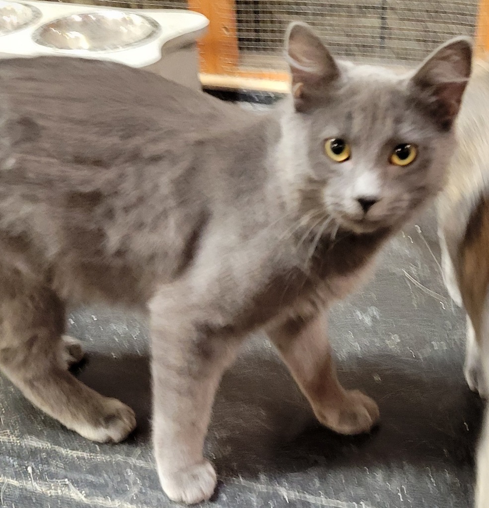 Eyos, an adoptable Domestic Short Hair in Palmer, AK, 99645 | Photo Image 1