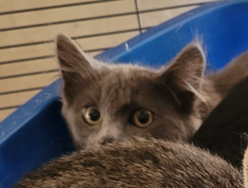 Eyos, an adoptable Domestic Short Hair in Palmer, AK, 99645 | Photo Image 2