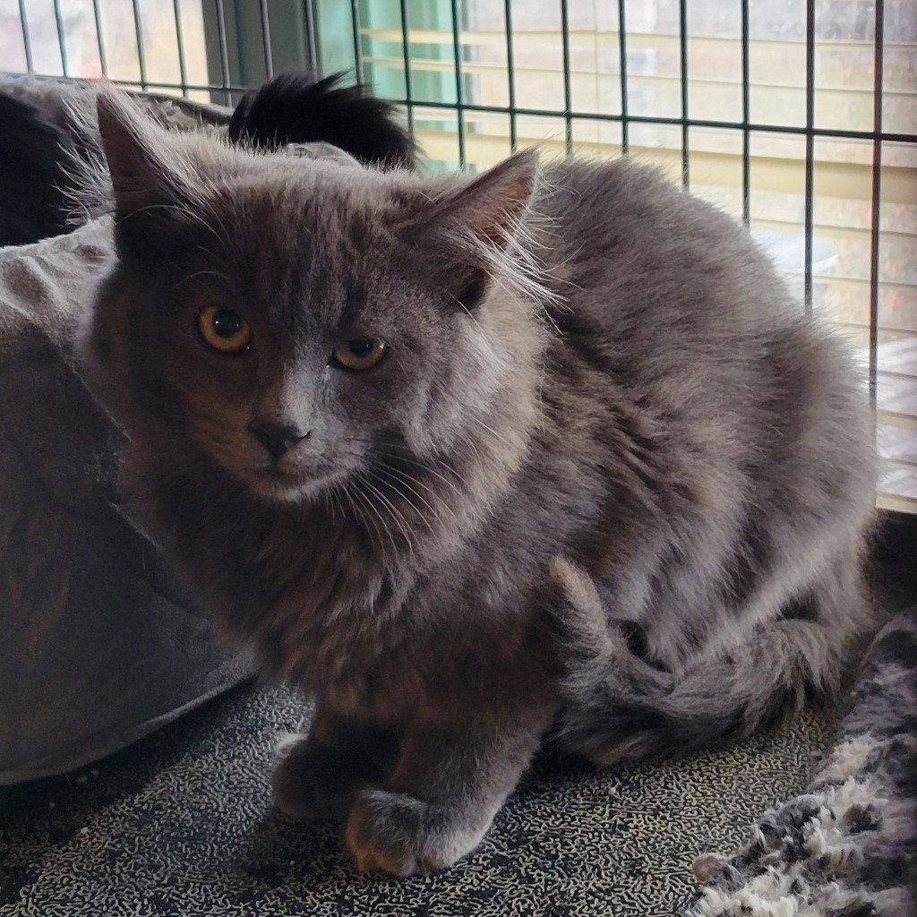 Eyos, an adoptable Domestic Short Hair in Palmer, AK, 99645 | Photo Image 3
