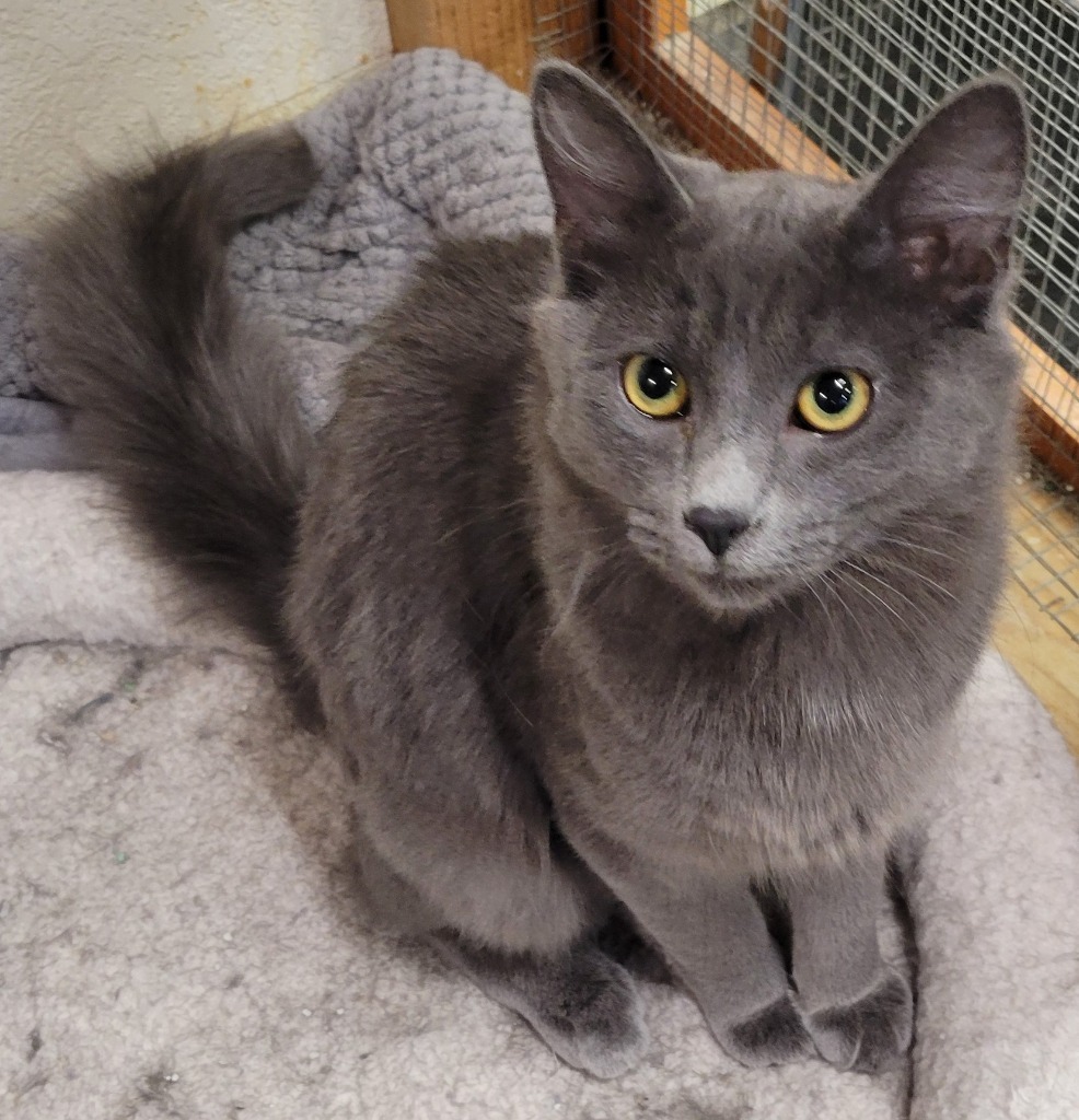 Eyos, an adoptable Domestic Short Hair in Palmer, AK, 99645 | Photo Image 5
