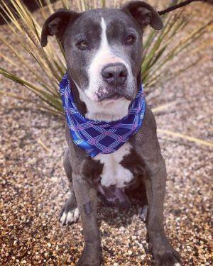 Rhino, Senior Male Pit Bull Terrier
