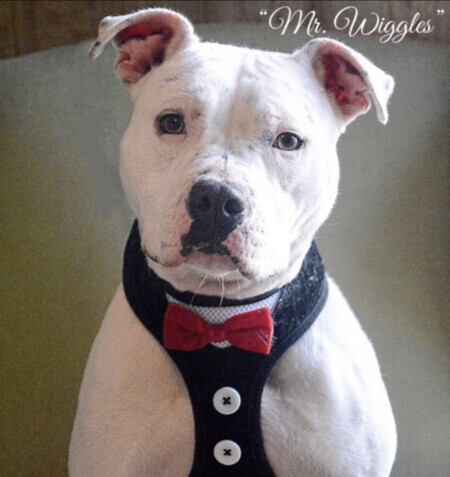 Mr. Wiggles