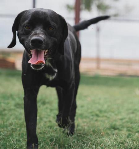 Kevin, an adoptable Spaniel in Lubbock, TX, 79424 | Photo Image 1