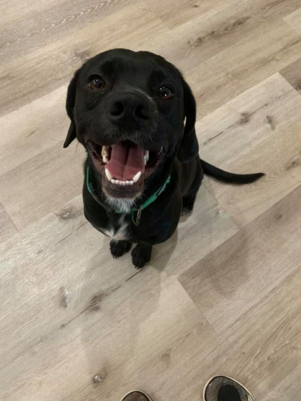 Kevin, an adoptable Spaniel in Lubbock, TX, 79424 | Photo Image 3