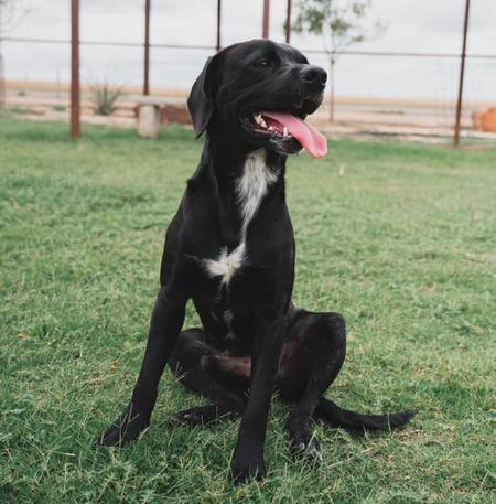 Kevin, an adoptable Spaniel in Lubbock, TX, 79424 | Photo Image 4