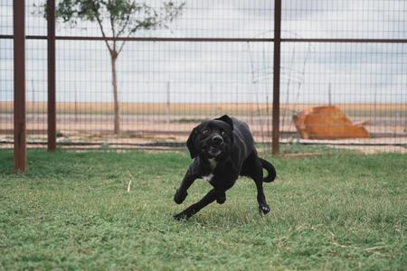 Kevin, an adoptable Spaniel in Lubbock, TX, 79424 | Photo Image 5