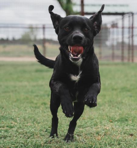 Kevin, an adoptable Spaniel in Lubbock, TX, 79424 | Photo Image 6
