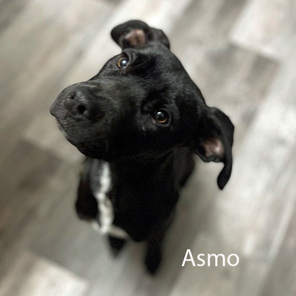 Asmo