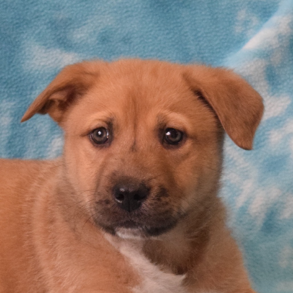 Keith Haring, an adoptable Cattle Dog, Shepherd in Eureka, CA, 95503 | Photo Image 1