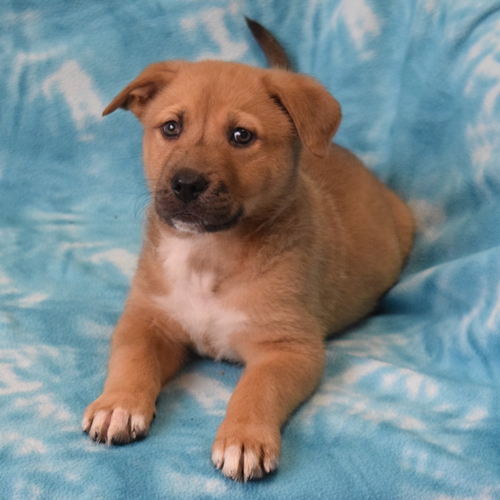 Keith Haring, an adoptable Cattle Dog, Shepherd in Eureka, CA, 95503 | Photo Image 2