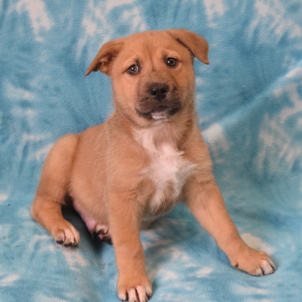 Keith Haring, an adoptable Cattle Dog, Shepherd in Eureka, CA, 95503 | Photo Image 3