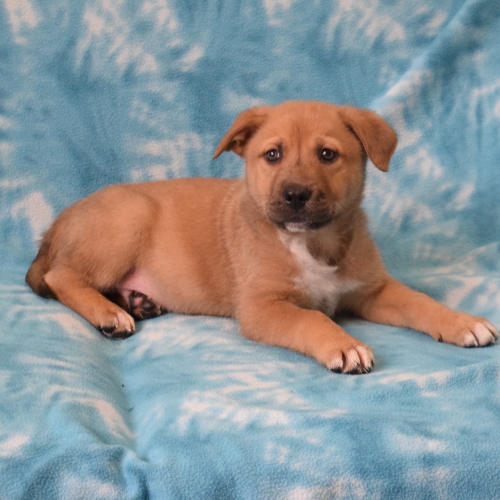 Keith Haring, an adoptable Cattle Dog, Shepherd in Eureka, CA, 95503 | Photo Image 4