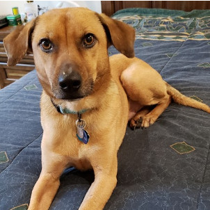 Charlie, an adoptable Yellow Labrador Retriever, Whippet in Bellingham, WA, 98228 | Photo Image 1