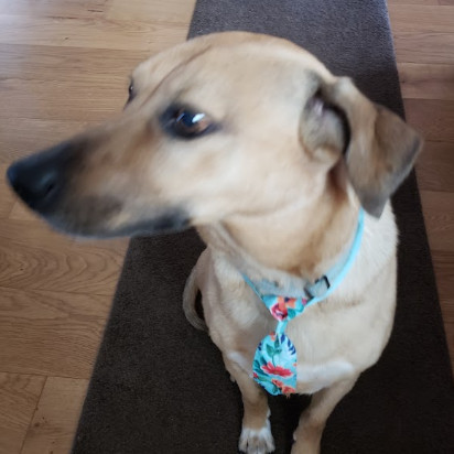 Charlie, an adoptable Yellow Labrador Retriever, Whippet in Bellingham, WA, 98228 | Photo Image 2