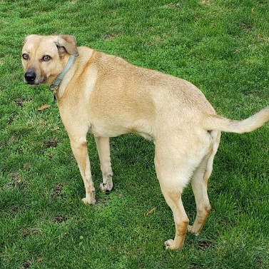 Charlie, an adoptable Yellow Labrador Retriever, Whippet in Bellingham, WA, 98228 | Photo Image 3