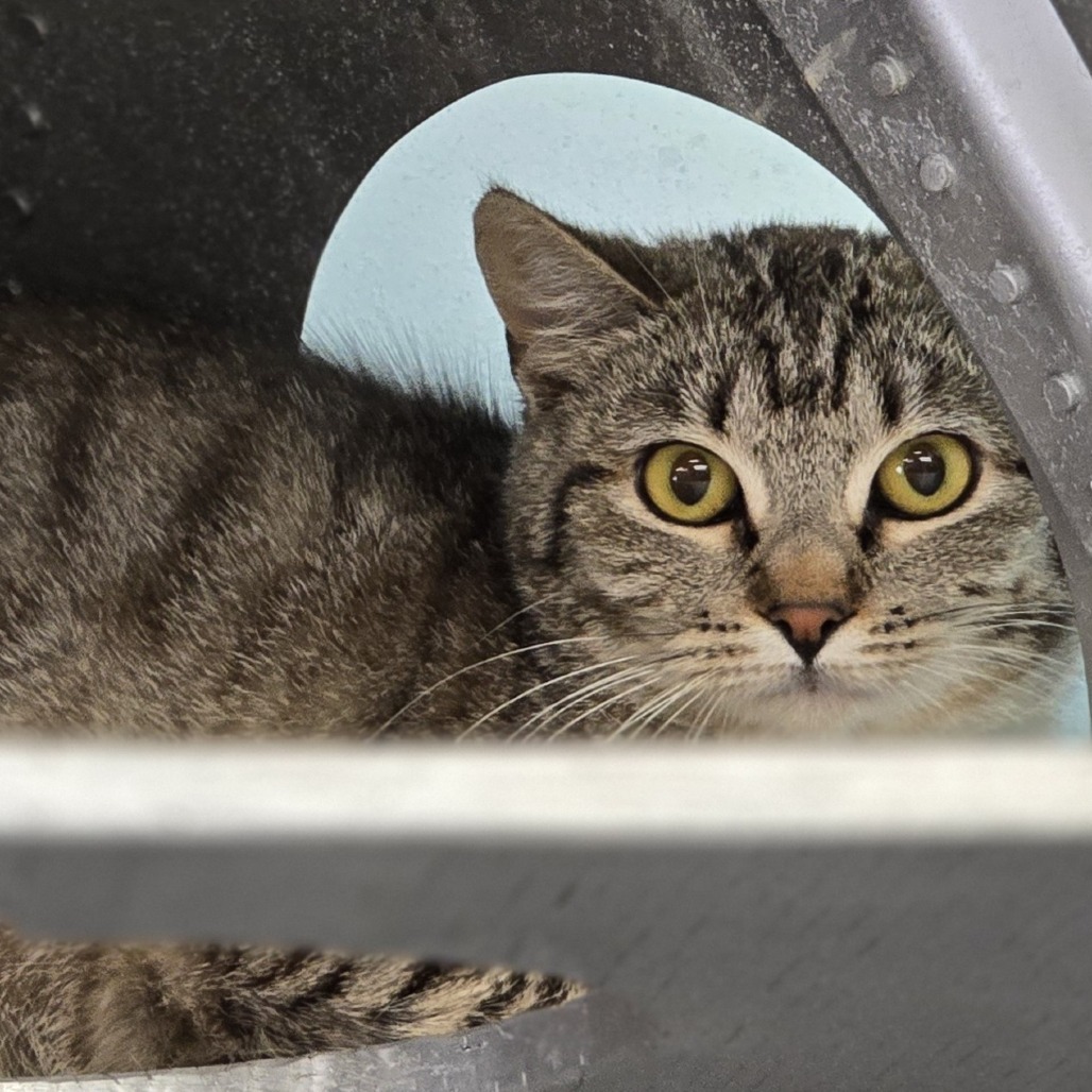 Agatha, an adoptable Domestic Short Hair in Wickenburg, AZ, 85390 | Photo Image 1