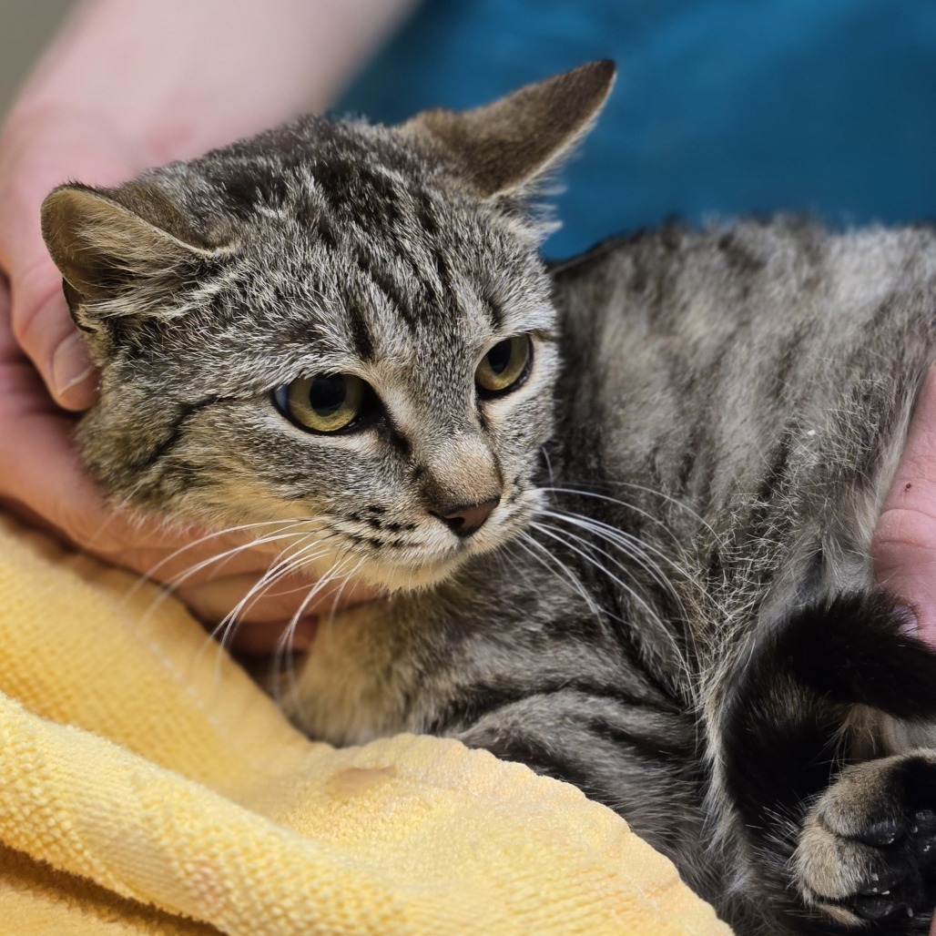 Agatha, an adoptable Domestic Short Hair in Wickenburg, AZ, 85390 | Photo Image 2