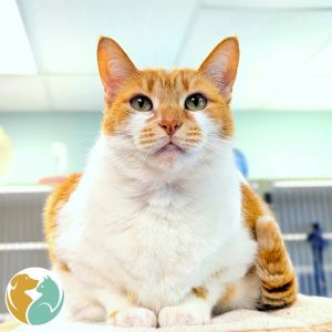Peaches, Senior Female Domestic Short Hair