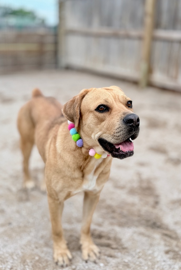 Chata, an adoptable Mastiff, Mixed Breed in Muskegon, MI, 49442 | Photo Image 1