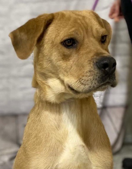 Chata, an adoptable Mastiff, Mixed Breed in Muskegon, MI, 49442 | Photo Image 2