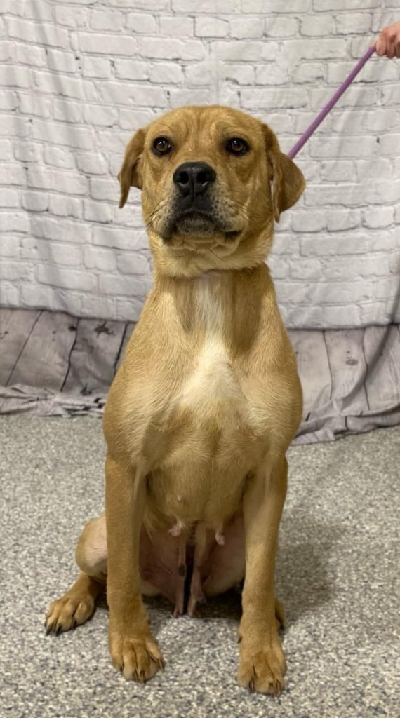 Chata, an adoptable Mastiff, Mixed Breed in Muskegon, MI, 49442 | Photo Image 3