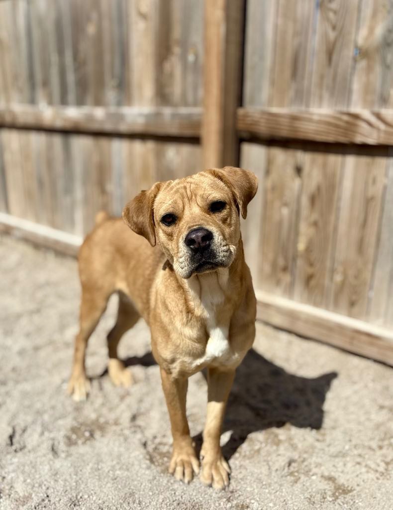 Chata, an adoptable Mastiff, Mixed Breed in Muskegon, MI, 49442 | Photo Image 4
