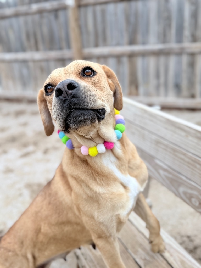 Chata, an adoptable Mastiff, Mixed Breed in Muskegon, MI, 49442 | Photo Image 5